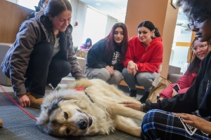 Mount Saint Mary College students take a well-deserved break from finals preparation to hang out with a therapy dog at the Kaplan Family Library. The event, utilizing volunteers from Hudson Valley Paws for a Cause, helped students de-stress before heading