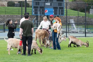 Students surround animals on green soccer field at Mount Saint Mary College