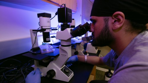Student looking in a microscope in the lab