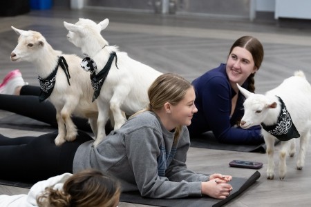 Goat yoga.